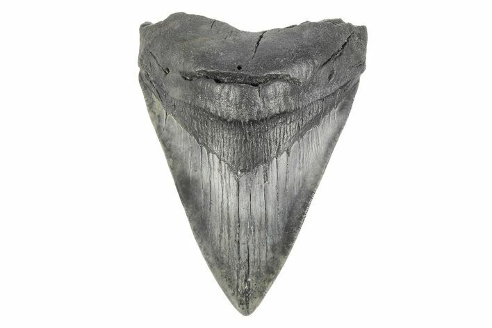 Fossil Megalodon Tooth - South Carolina #190219